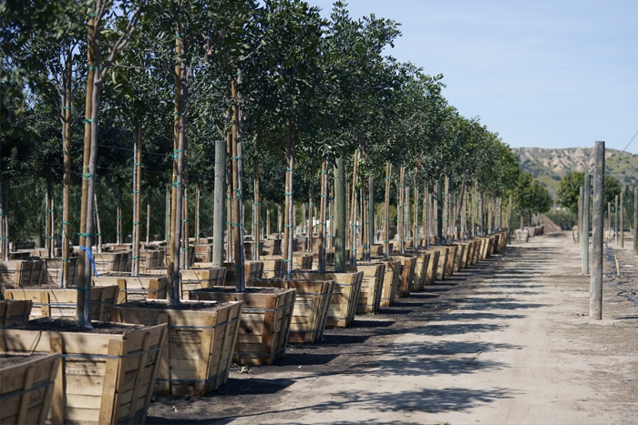 custome crates built to ship trees for agriculture