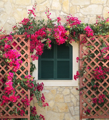 garden decorations of magenta flowers on a wood trellis over a green window